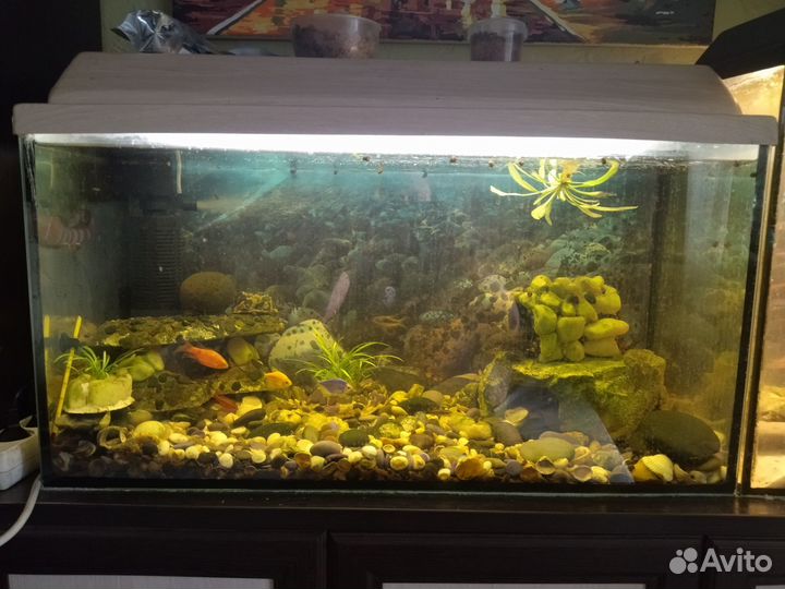 Аквариумы 80 и 40 литров со всеми атрибутами