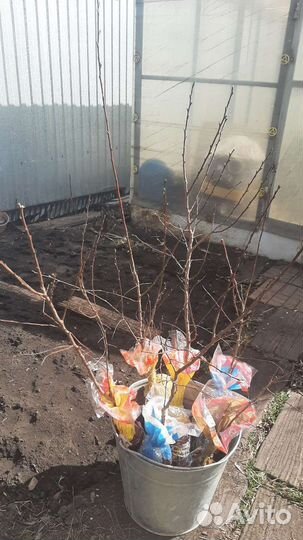 Саженцы снежноягодника и абрикоса