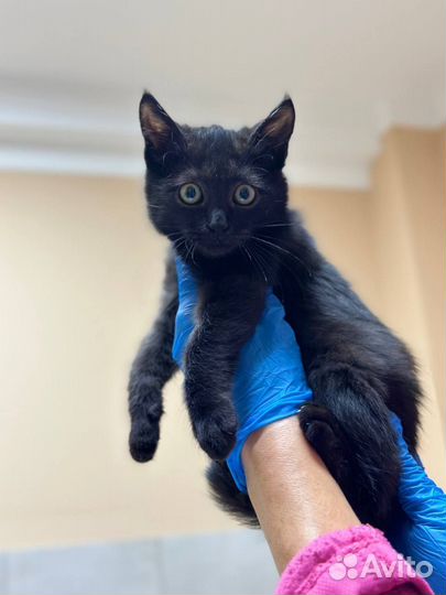 Котенок в добрые руки