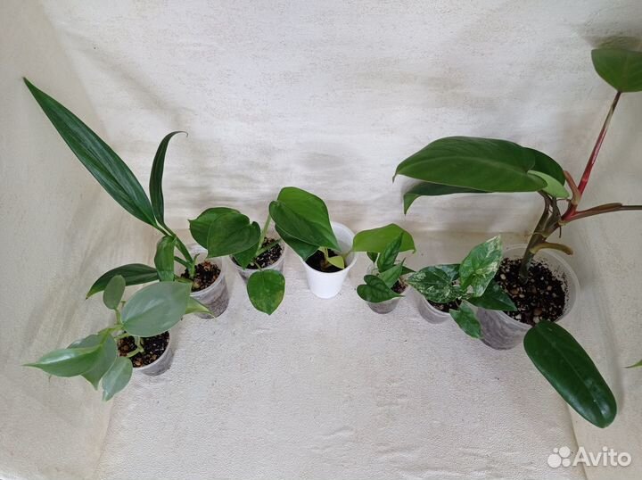 Комнатные растения