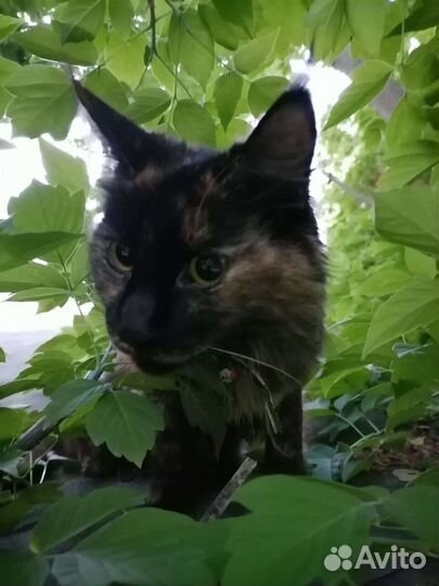Кошка мейн кун