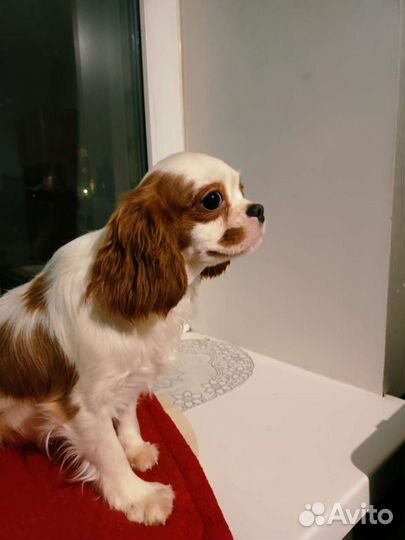 Собачки спаниельки кавалерчики щенки