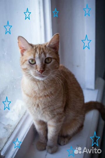 Рыжая кошечка Лиза