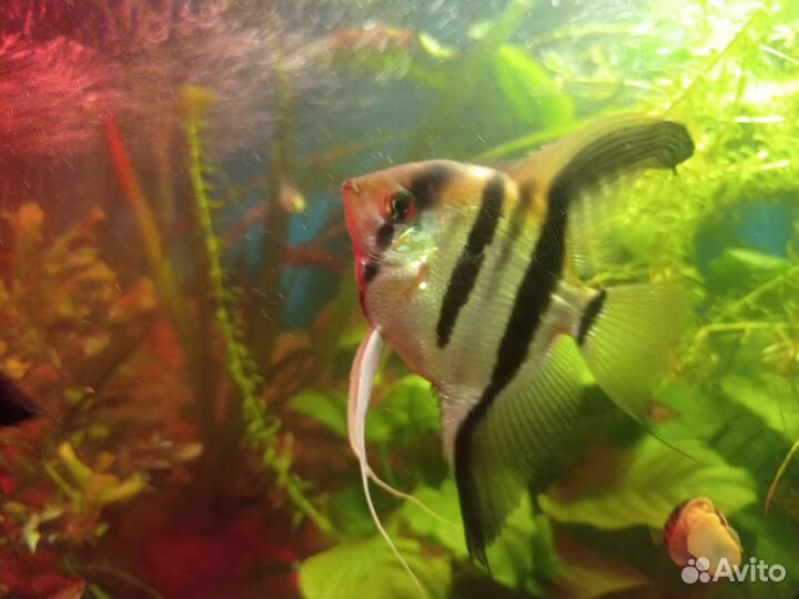 Скалярии пара