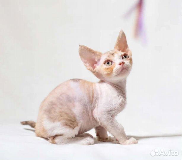 Котёнок Девон рекс