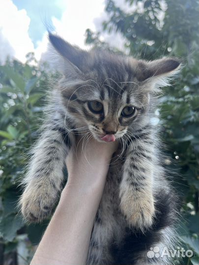 Котята в добрые руки девочки