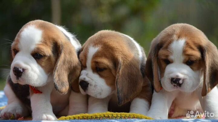 Щенки бигля