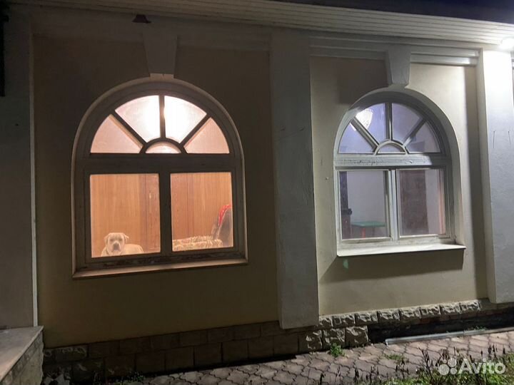 Передержка собак, домашняя зоогостиница