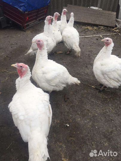 Мясо домашней индейки