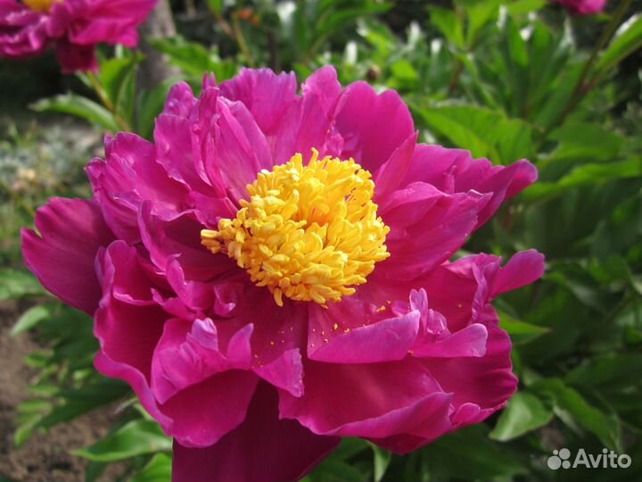 Садовые растения