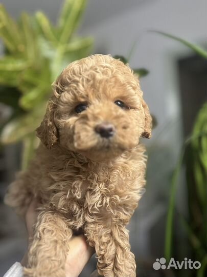 Той-пудель мини