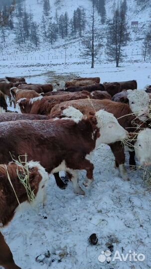 Бычки и быки