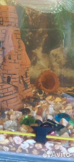 Сом анцитрус