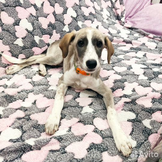 Щенок 4 мес, от миниатюрной собачки