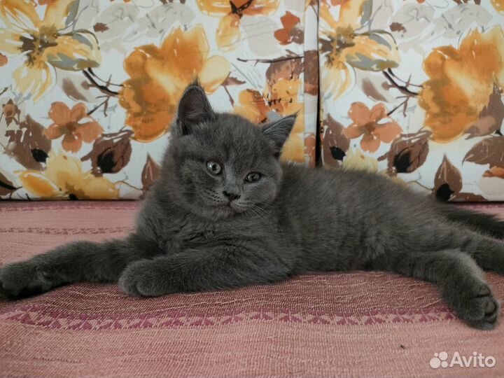 Британский котенок