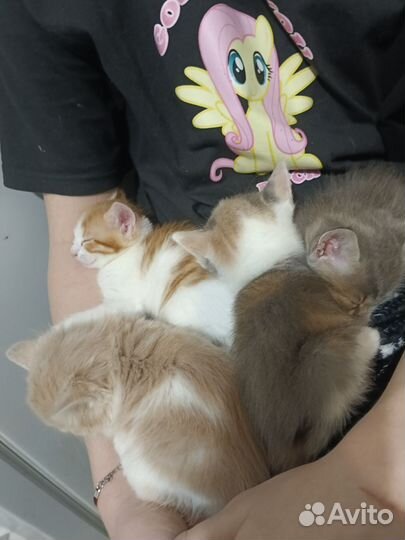 Котята в добрые руки