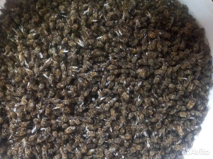 Пчелиный подмор