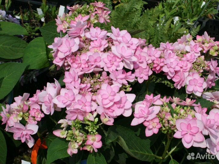 Гортензия крупнолистная