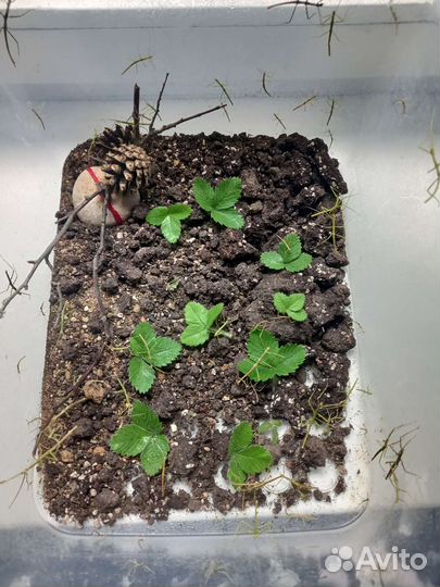 Анамские палочники