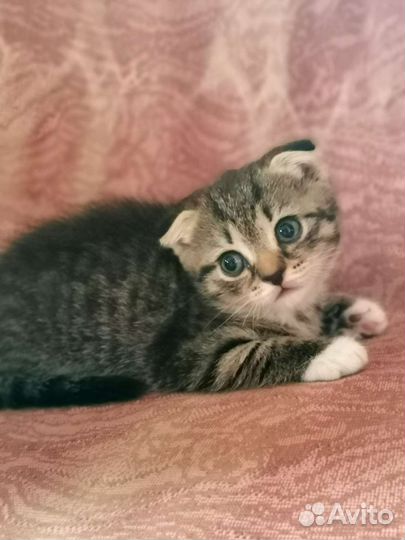 Шотландский вислоухий котёнок