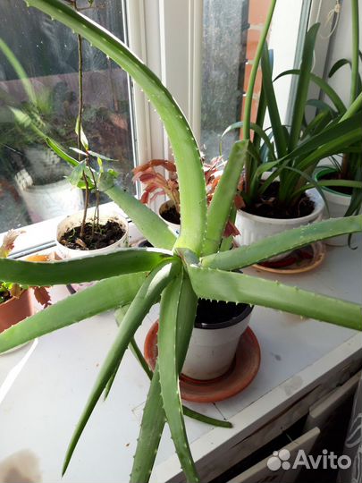 Алоэ Вера лечебный 5лет