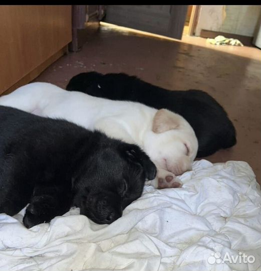 Щенки лабрадора