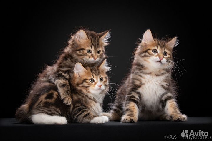 Котята курильский бобтейл (питомник)