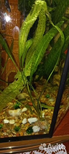 Криптокорина