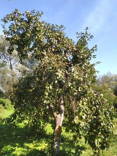 Дом 219 м² на участке 60 сот.