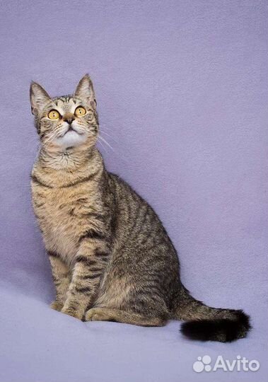 Самый ласковый котик Трофим ждёт семью