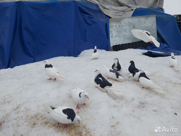Продам голубей