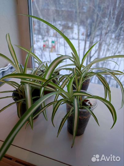 Комнатные растения