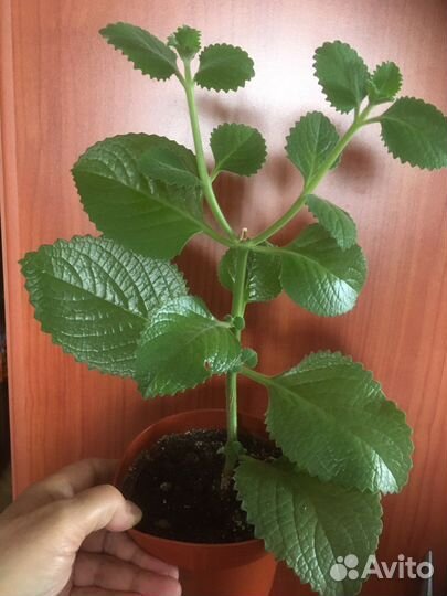 Фикус бенджамина, микрокарпа, мята и др