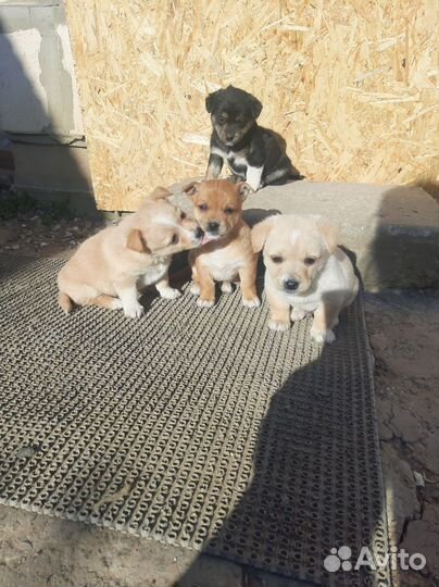 Отдам щенка в добрые руки