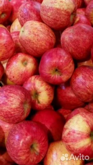 Саженцы яблони в зкс 8 литр 3-х летки