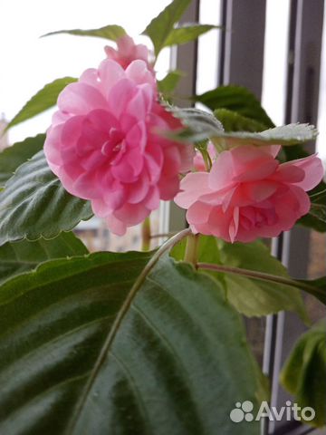 Бальзамин сортовой много сортов