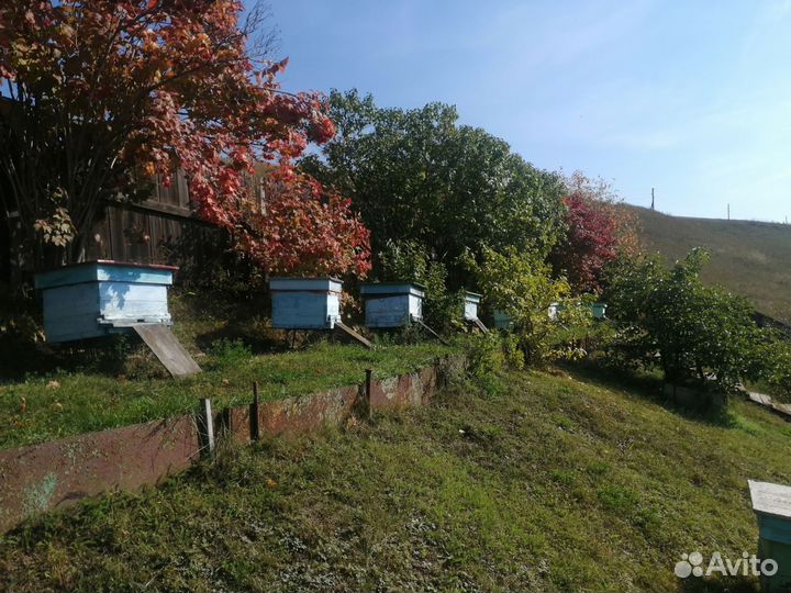 Пчелы с ульями