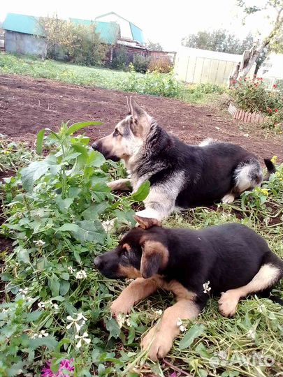 Щенки Восточноевропейской овчарки