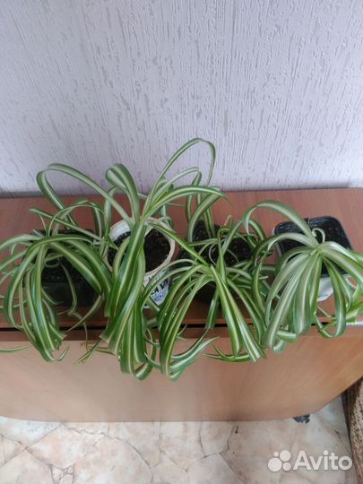 Хлорофитум кудрявый, доллоровое дерево, монстера