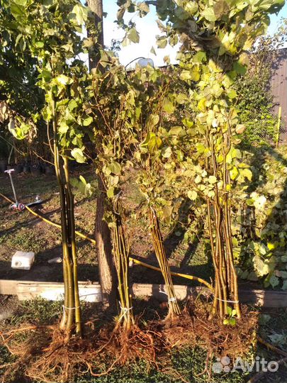 Саженцы Липы Мелколистная