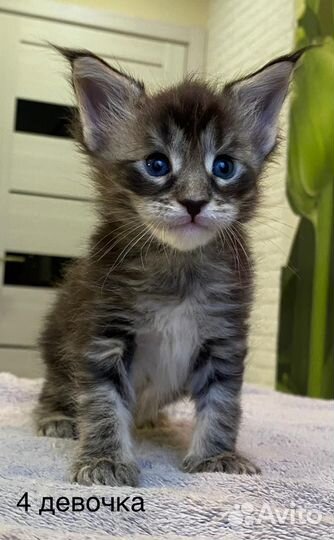 Котята майкун