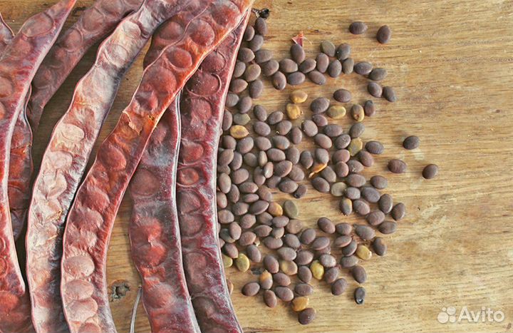 Гледичия невооруженная и трехколючковая, семена