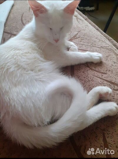 Слепой котик Барсик