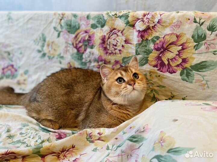 Шотланский котенок