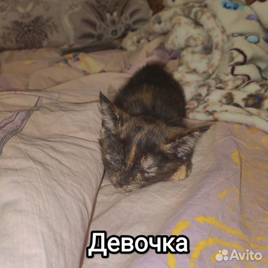 Отдам в добрые руки милейших котят