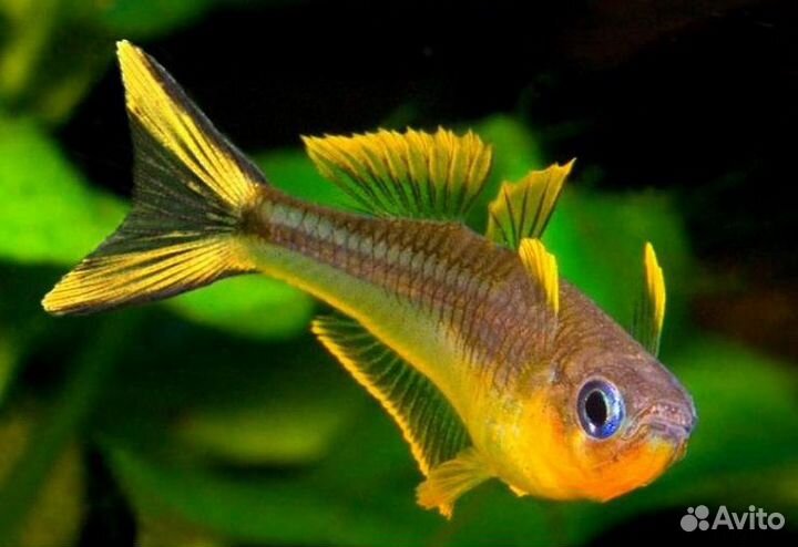 Радужница карликовая Попондетта Фурката