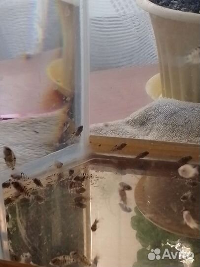 Аквариумные рыбки отдам бесплатно