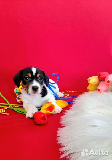 Мальчик Джек Рассел терьер