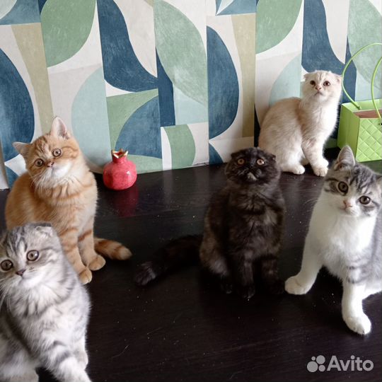 Шотландские котята