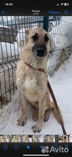 Робин хочет домой